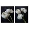 Stupell Industries Simple Black & White Peony 2 pc Canvas Wall Art Set Design by Jennifer Rigsby